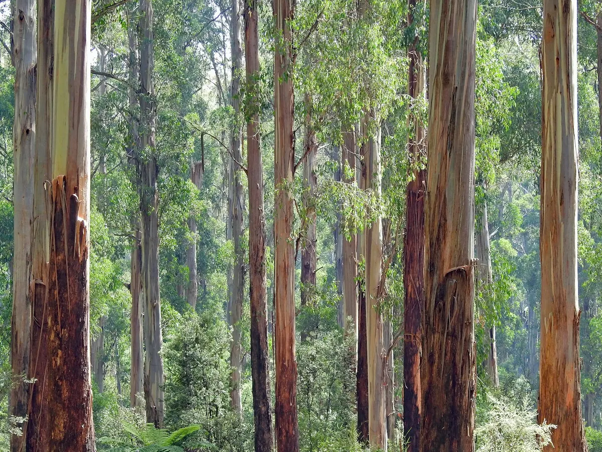 Tall eucalyptus trees with pale trunks and green leaves