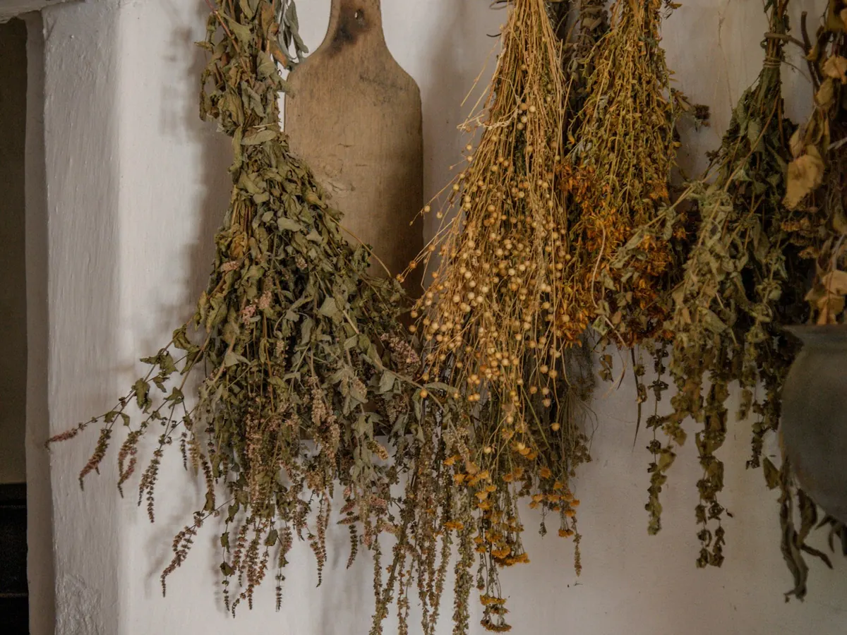 Bunches of herbs hanging up to dry
