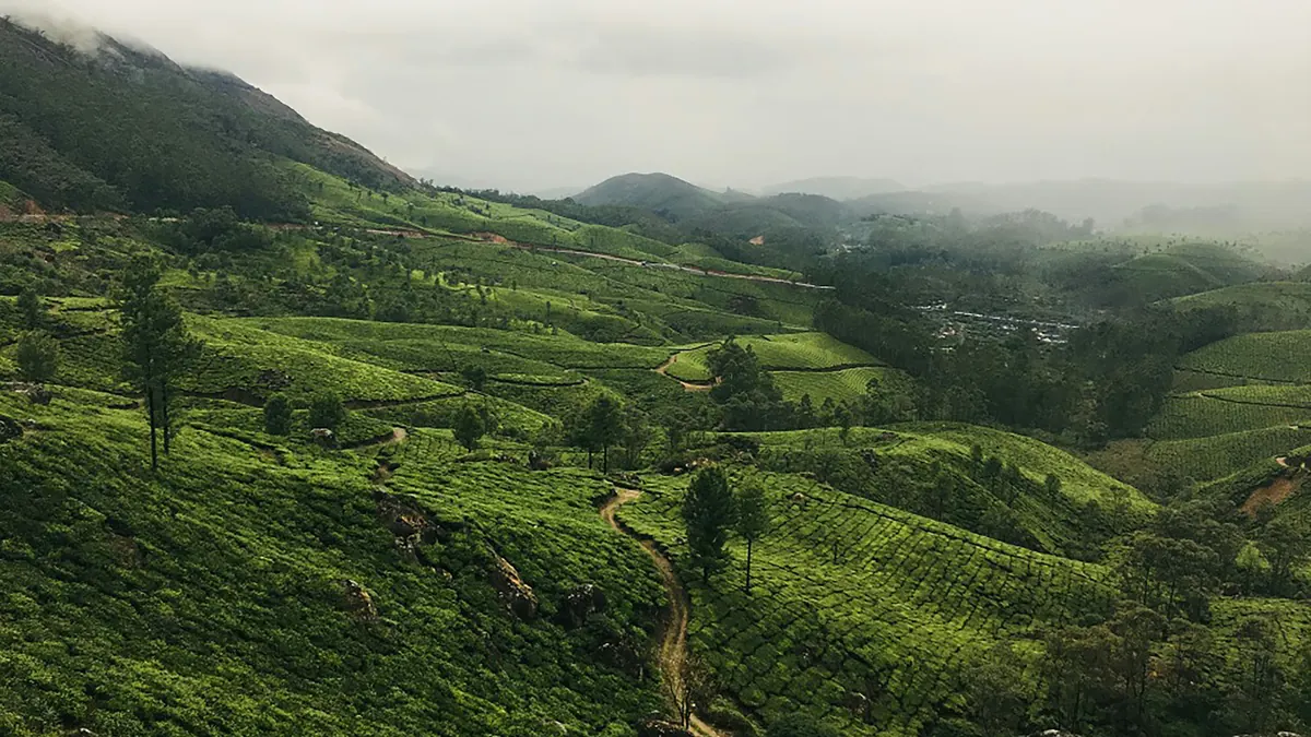 Green tea-covered hills of the Nilgiris under cloud