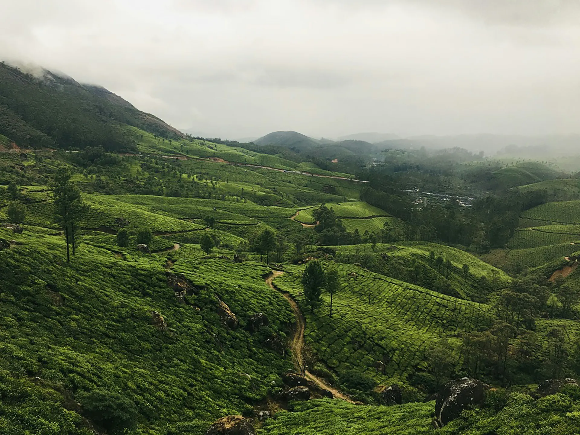 Tea estates on misty hill slopes in the Nilgiris