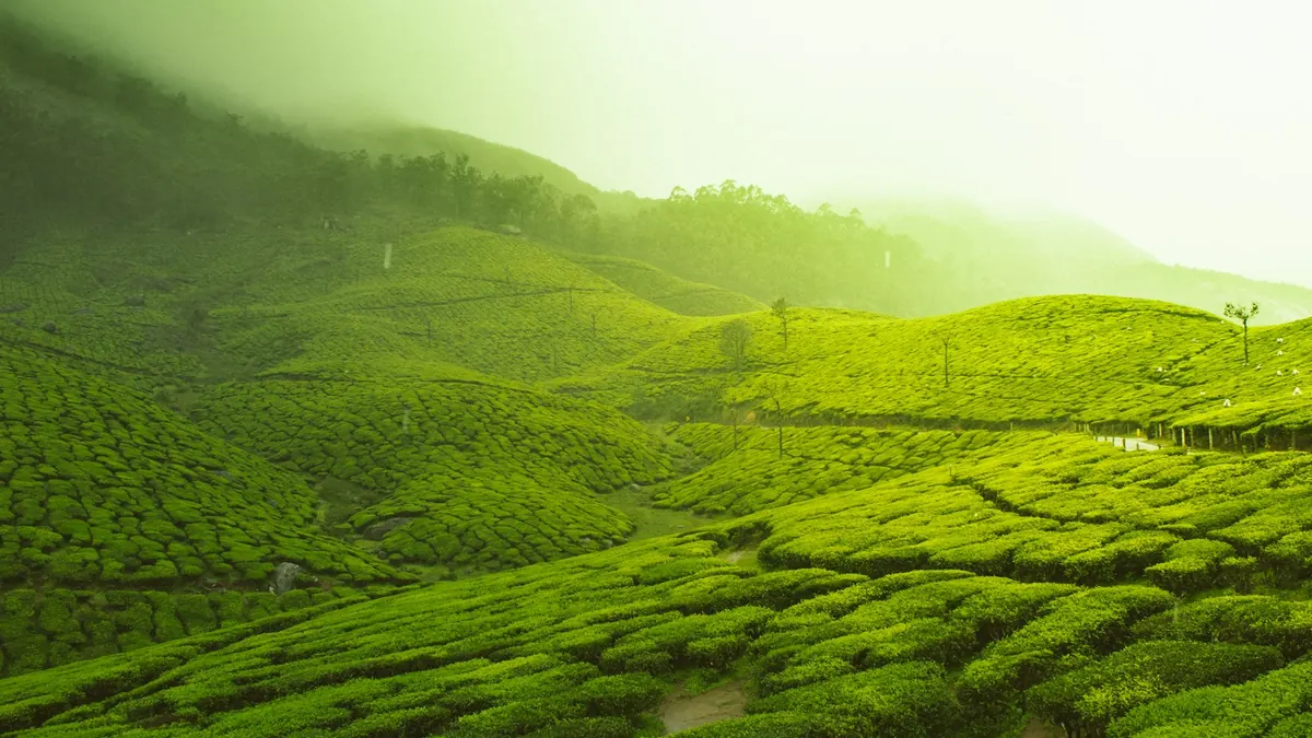 Tea gardens on misty green hills