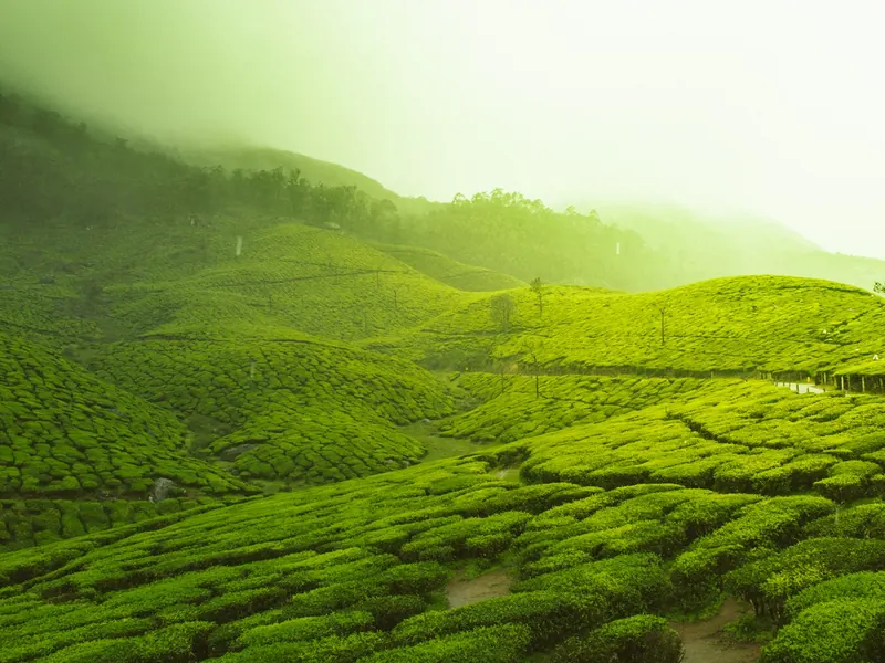 Tea gardens on misty green hills in South India