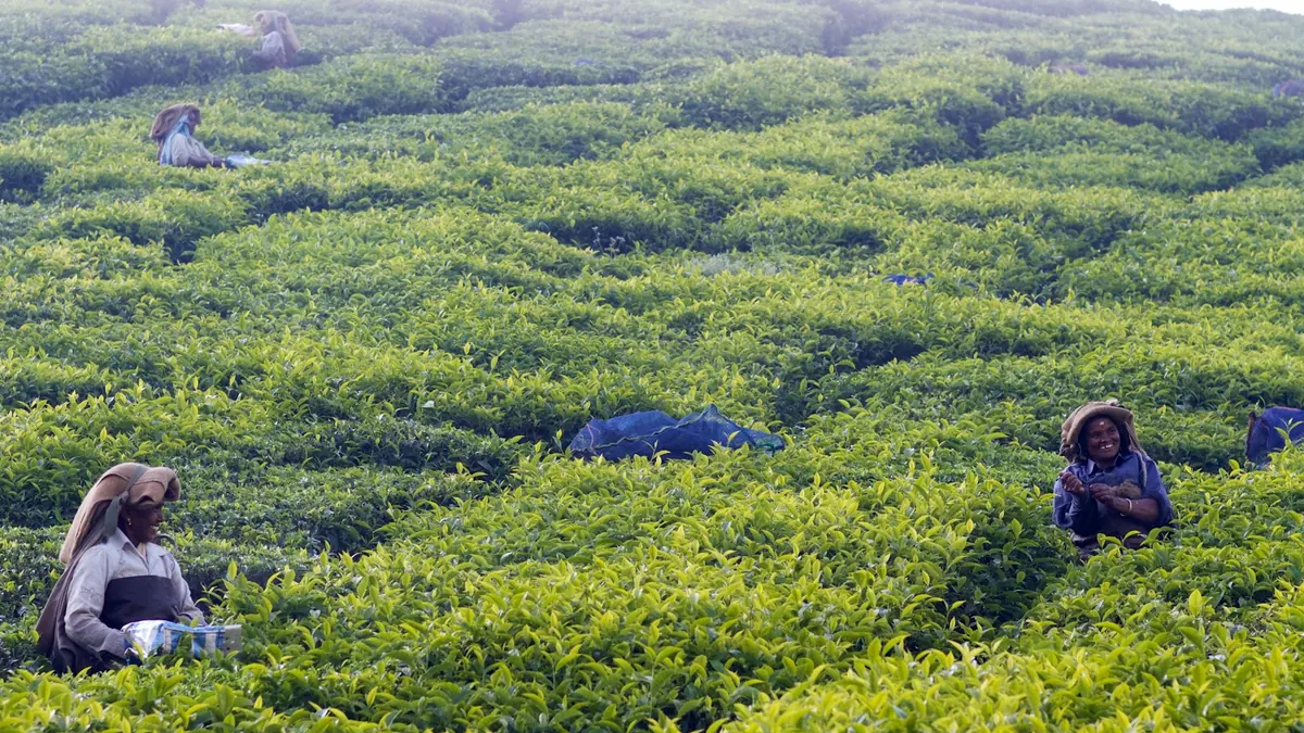 Tea pluckers working on a green hillside tea estate in South India