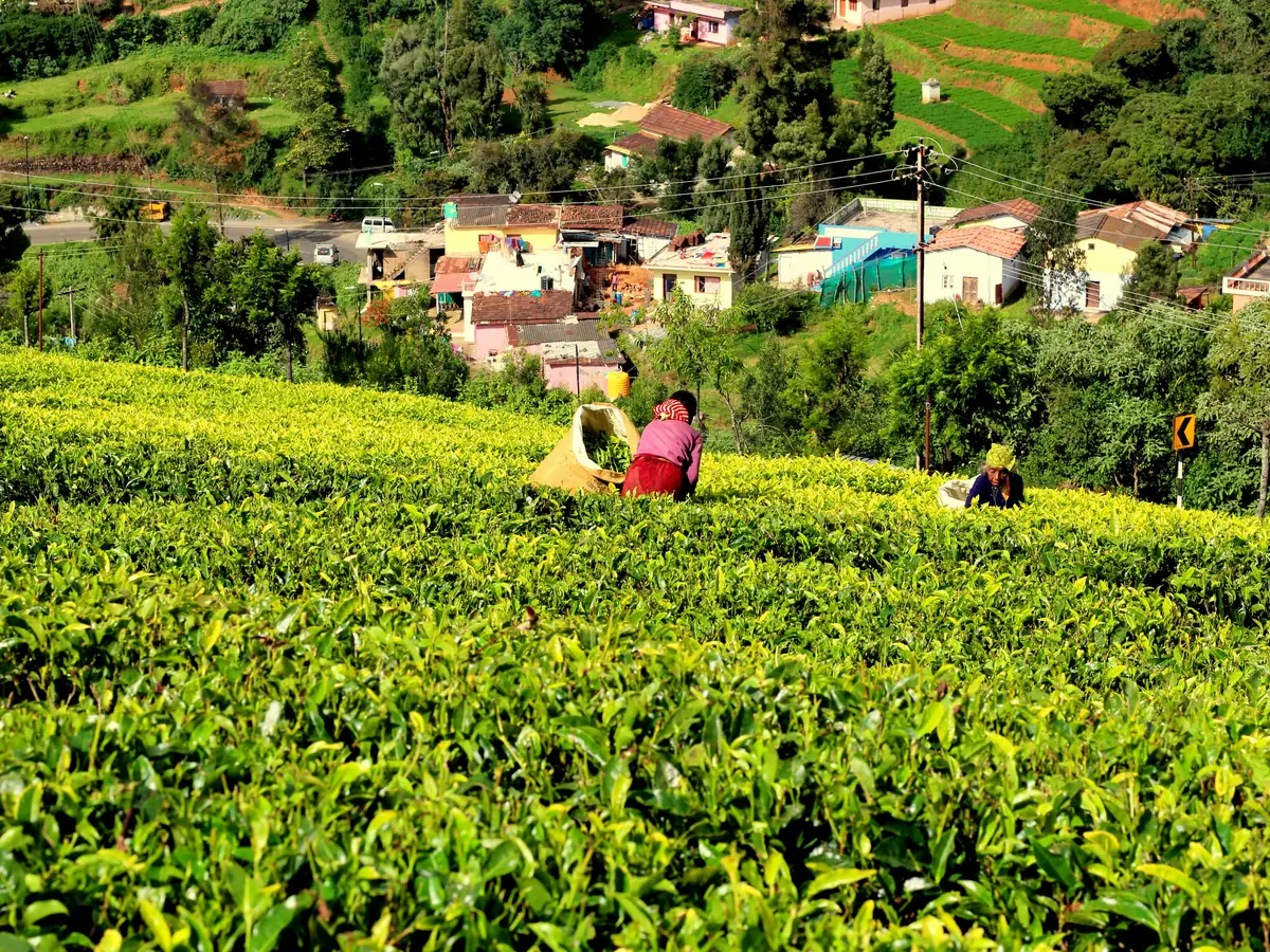 Tea pluckers with baskets picking leaf on a tea garden near Ooty, the Nilgiris