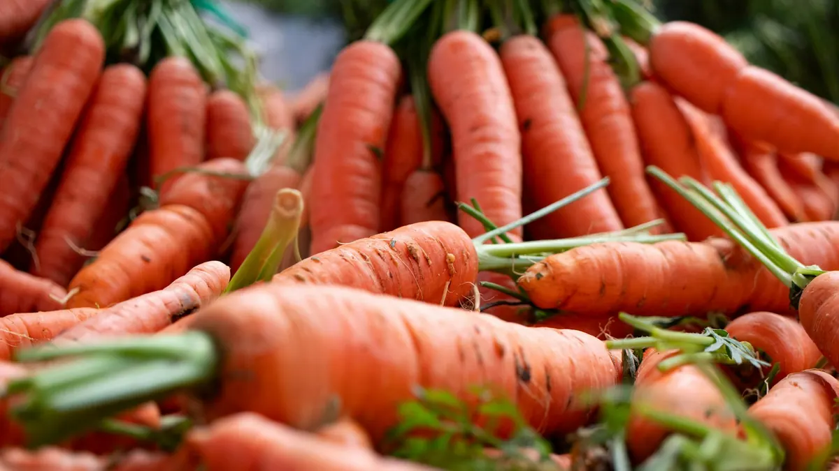 Freshly harvested carrots with green tops