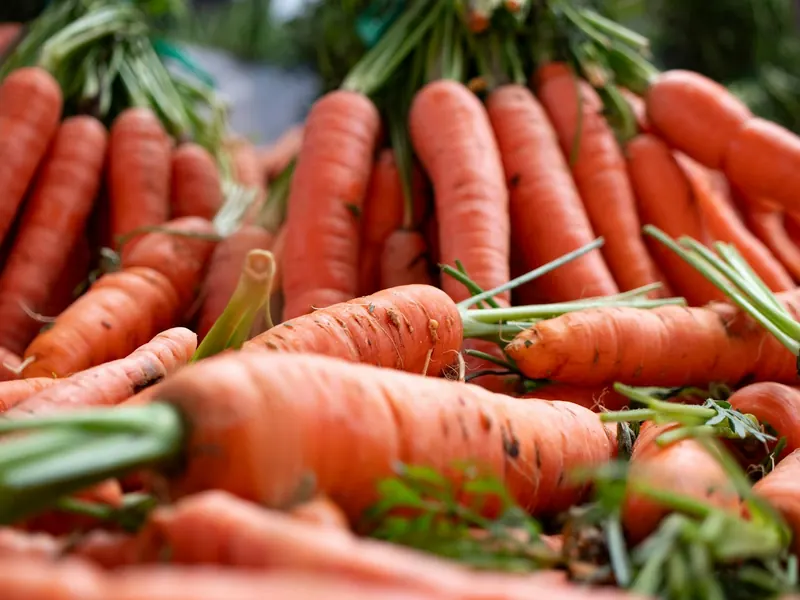 Freshly harvested carrots with green tops