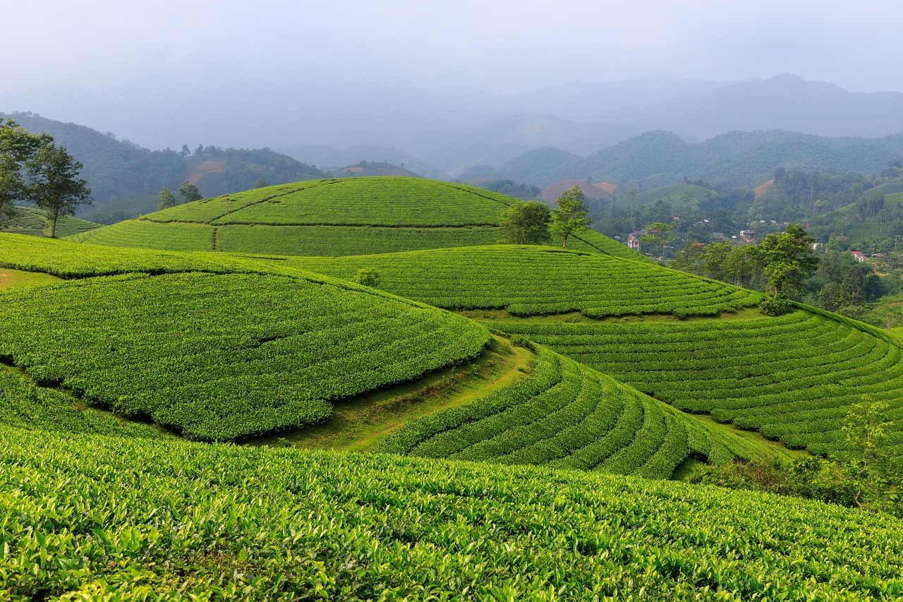 Nilgiri tea estate in the Blue Mountains